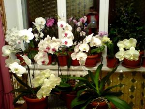 gallery_16155_1026_12960.jpg