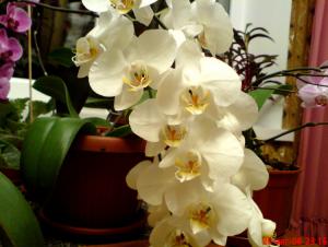 gallery_16155_1026_14913.jpg