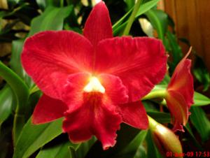 gallery_16155_1026_87088.jpg