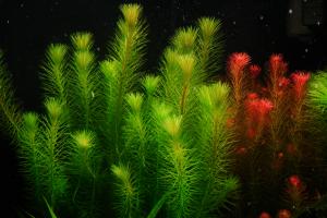 gallery_6091_1014_2127793.jpg