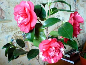 gallery_16155_1026_108717.jpg