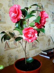 gallery_16155_1026_26509.jpg