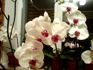 gallery_16155_1026_3208.jpg