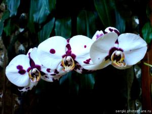 gallery_16155_1026_37267.jpg