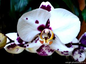 gallery_16155_1026_416.jpg