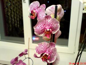 gallery_16155_1026_54102.jpg