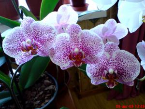 gallery_16155_1026_61915.jpg