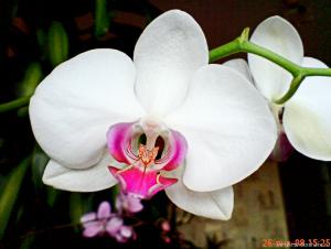 gallery_16155_1026_99057.jpg