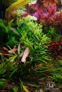 gallery_17056_1027_42119.jpg
