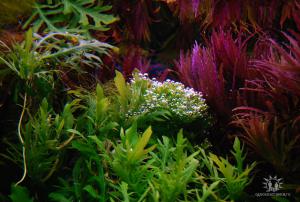 gallery_17056_1027_46310.jpg