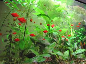 gallery_5269_698_1465715.jpg