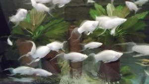 gallery_15909_1039_26232.jpg