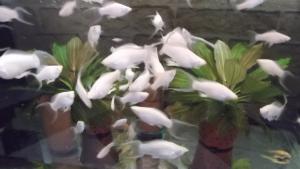 gallery_15909_1039_701375.jpg