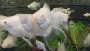 gallery_15909_1039_723524.jpg