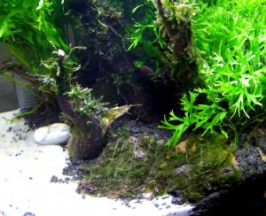 gallery_5274_1047_2456559.jpg