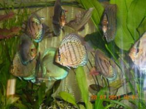 gallery_12999_1048_66215.jpg