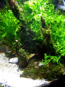 gallery_5274_1047_2399757.jpg
