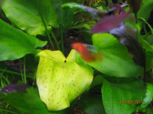 gallery_16430_1054_132340.jpg