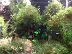 gallery_4213_126_482114.jpg