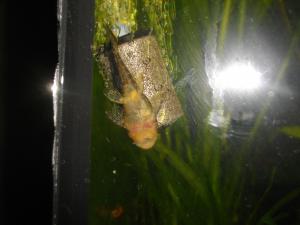 gallery_17415_1060_2318345.jpg