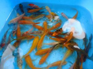 gallery_9693_419_25677.jpg