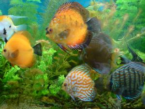 gallery_16155_1066_222618.jpg