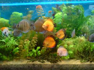 gallery_16155_1066_617728.jpg