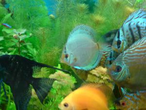 gallery_16155_1066_640367.jpg