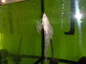 gallery_14870_1071_2509341.jpg