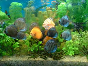 gallery_16155_1066_685397.jpg