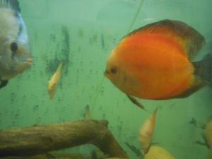 gallery_14870_1071_294126.jpg
