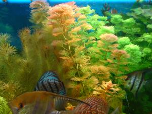 gallery_16155_1066_144015.jpg