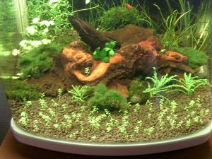 gallery_11305_1084_1318995.jpg