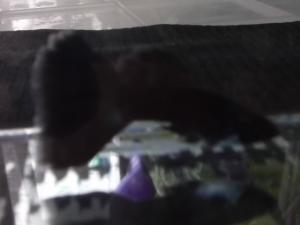 gallery_15909_1087_63700.jpg