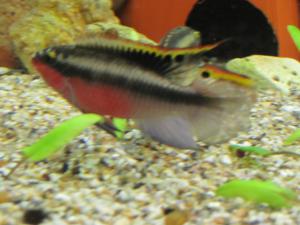 gallery_16956_1083_217661.jpg