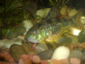 gallery_17933_1089_139075.jpg