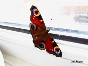 gallery_7576_884_133362.jpg
