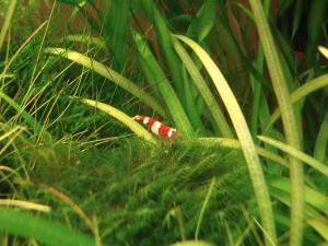 gallery_11538_1095_1105198.jpg