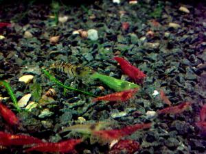 gallery_17859_1102_343524.jpg