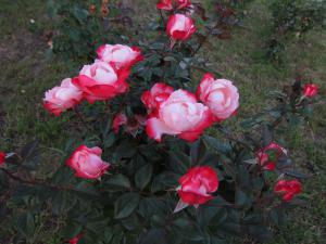 gallery_7576_884_20979.jpg