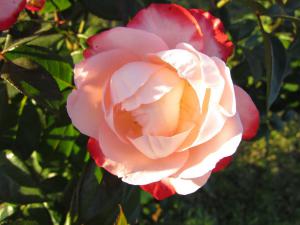 gallery_7576_884_38053.jpg