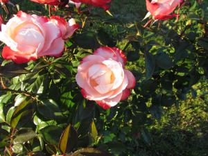 gallery_7576_884_42540.jpg