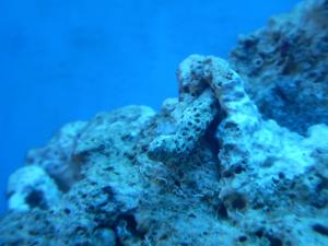 gallery_7840_1098_1108874.jpg