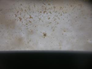 gallery_7840_1098_288795.jpg