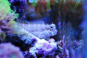gallery_9883_1100_22211.jpg