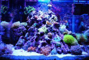 gallery_9883_1100_283758.jpg