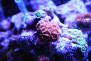 gallery_9883_1100_313586.jpg