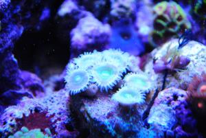 gallery_9883_1100_326416.jpg