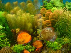 gallery_16155_1114_384144.jpg
