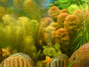 gallery_16155_1114_527561.jpg